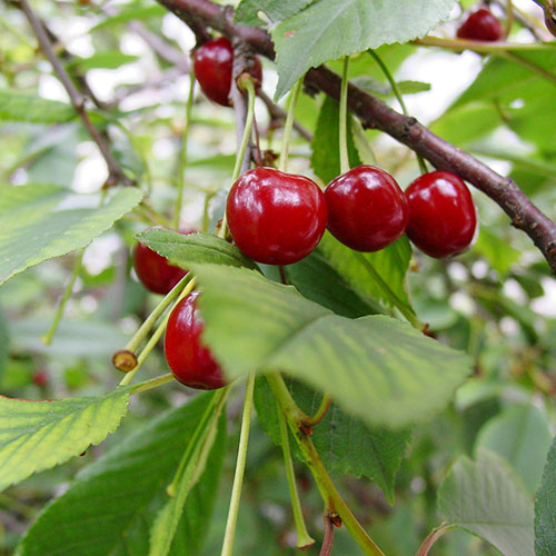 Fresh Tart Cherries